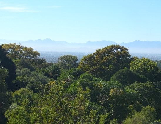 Boomslang encounters with trees