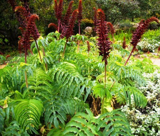 Melianthus major flowering in Kirstenbosch