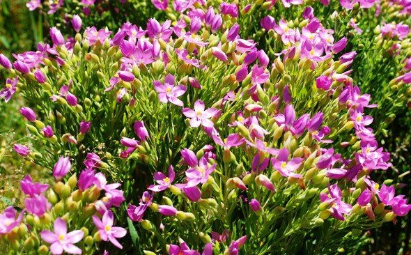 Orphium frutescens 