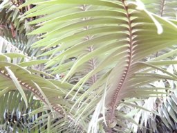 Encephalartos paucidentatus brown stem top