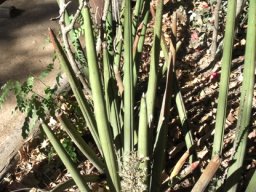 Sansevieria pearsonii