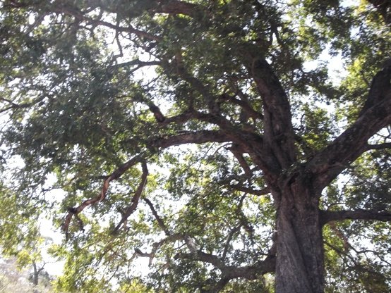 Diospyros mespiliformis, a shade tree