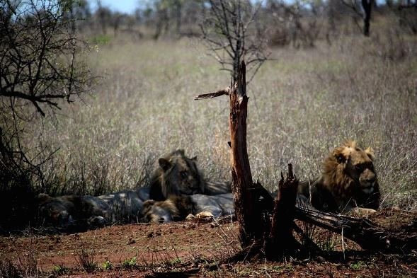 Reveries after eating an antelope