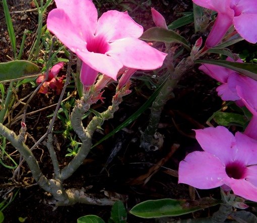 Adenium swazicum bare stems