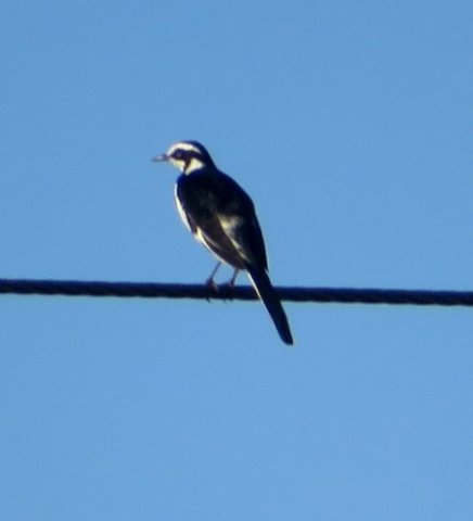 African pied wagtail