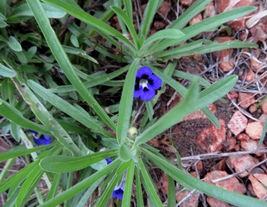 Aptosimum lineare var. lineare
