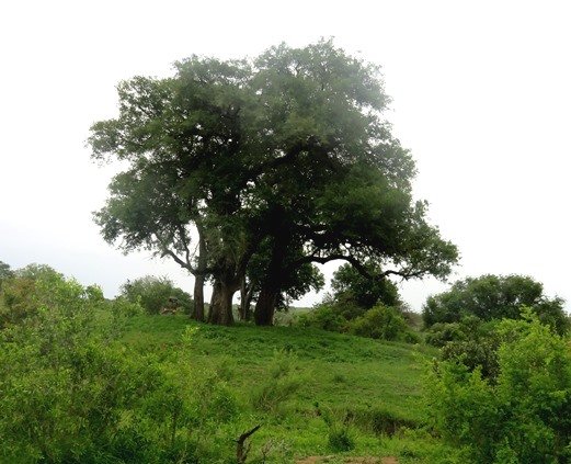 Diospyros mespiliformis, the big ones conferring