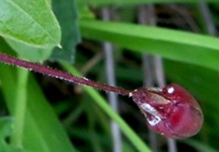 Pergularia daemia subsp. daemia flower bud