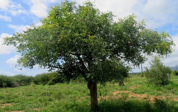 Sclerocarya birrea subsp. caffra young tree