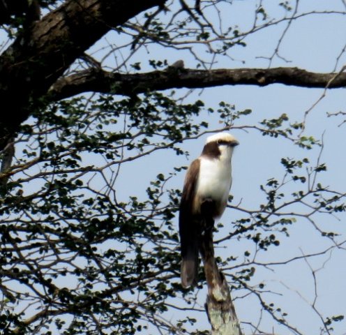 Senegalia nigrescens and whitecrowned shrike