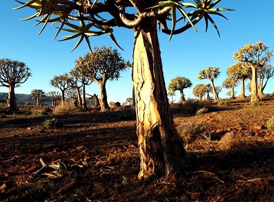 Is the Quiver Tree Forest declining?