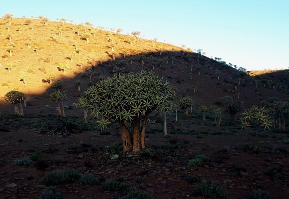 Evening shade