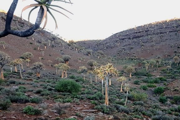 Home of tree aloes