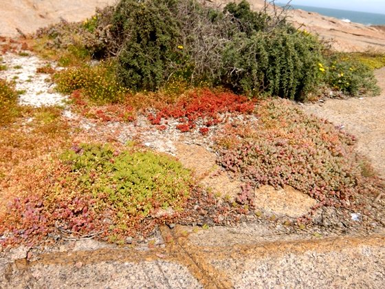 Colourful leaf carpets