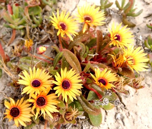 Cleretum bellidiforme, one of its flower colours