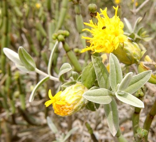 Pteronia onobromoides, the sab bears yellow flowers