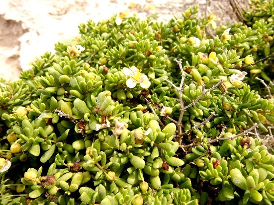 Zygophyllum flexuosum dense foliage