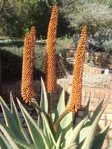 Aloe ferox