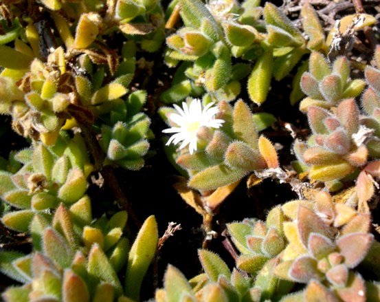 Delosperma calycinum variable leaf colour