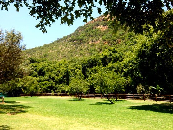 Kikuyu lawn
