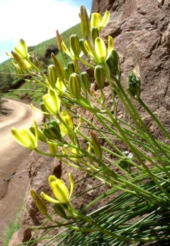 Albuca rupestris