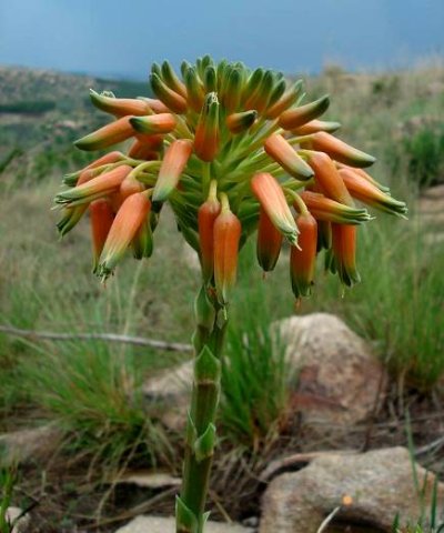 Aloe ecklonis