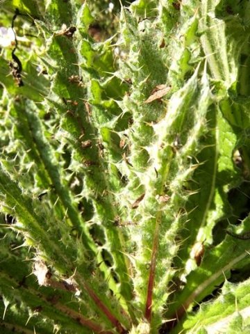 Berkheya purpurea young leaf woolliness