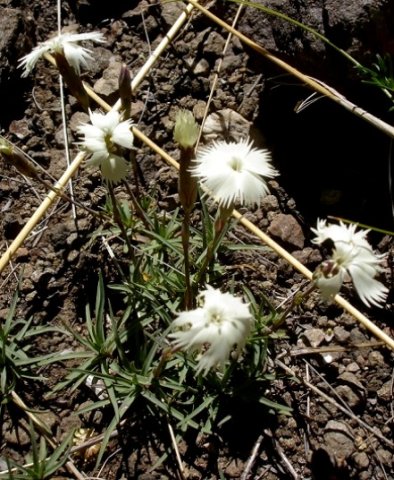Dianthus basuticus subsp. basuticus var. basuticus