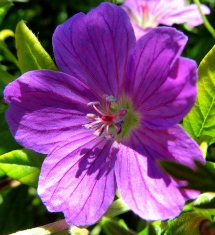 Geranium drakensbergensis 