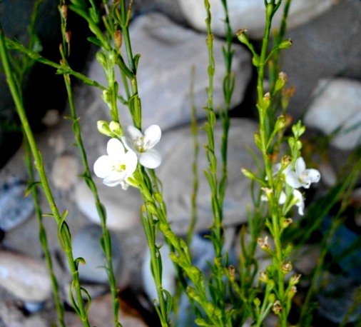 Gomphostigma virgatum