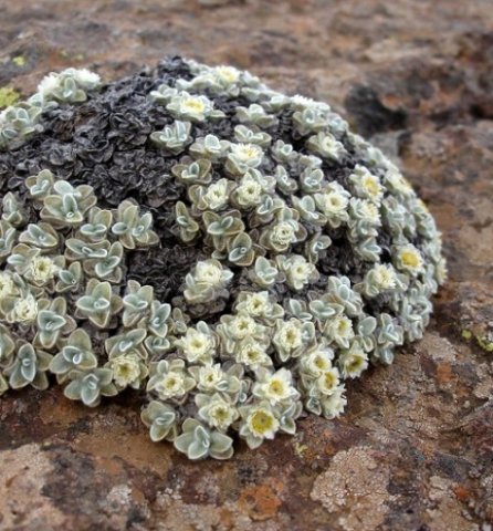 Helichrysum pagophilum