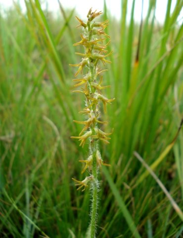 Holothrix thodei flower spike