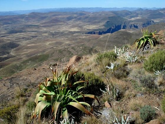 Kniphofia northiae in Lesotho panorama