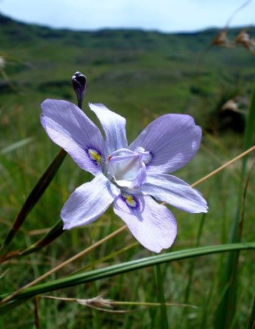 Moraea inclinata in the east of Lesotho