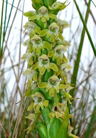 Satyrium microrrhynchum inflorescence
