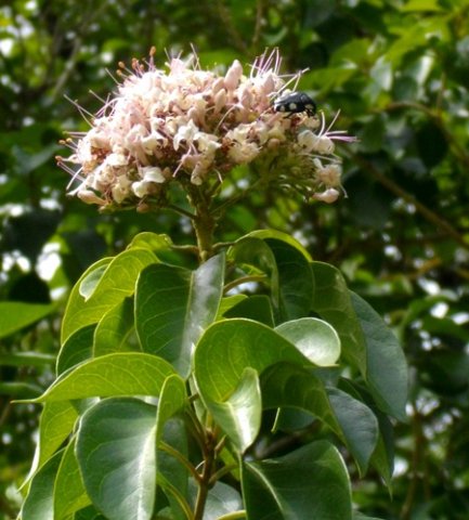 Volkameria glabra stem-tip inflorescence