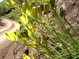 Albuca rupestris