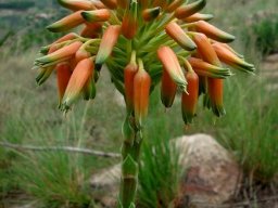 Aloe ecklonis