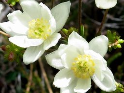 Anemone fanninii flowers