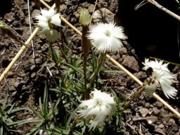 Dianthus basuticus subsp. basuticus var. basuticus