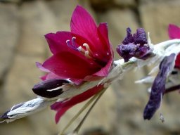 Dierama  reynoldsii flower stages