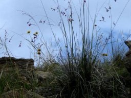 Dierama  reynoldsii in mountain grass