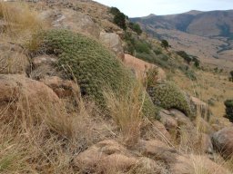 Euphorbia pulvinata rock-hugging