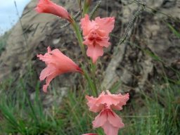 Gladiolus oppositiflorus with grass and rock
