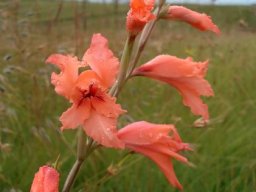 Gladiolus oppositiflorus angled spike