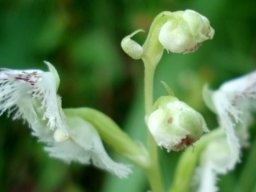 Huttonaea oreophila buds