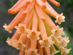 Kniphofia triangularis subsp. triangularis, the Mandarin poker