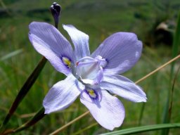 Moraea inclinata in the east of Lesotho