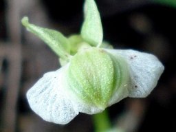 Pterygodium cooperi flower top