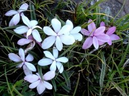 Rhodohypoxis baurii var. baurii 
